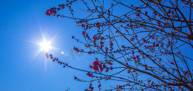 植物阳光摄影照片_阳光下碧桃植物自然风景摄影图