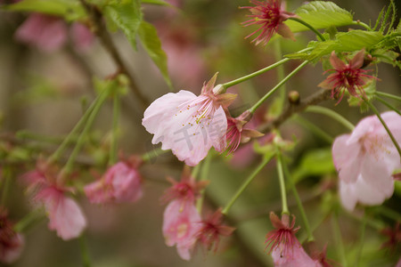 春天粉色樱花树摄影图