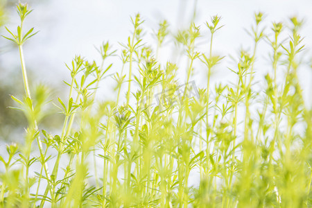 春天嫩绿植物自然风景摄影图
