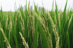 绿色稻子摄影图