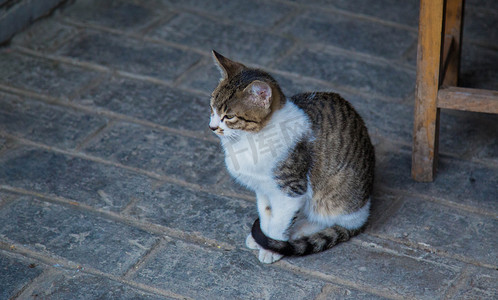 蹲坐猫咪摄影图