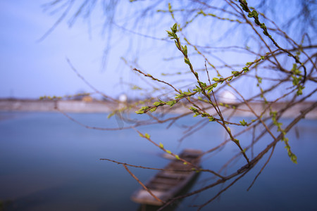 齐白石柳树摄影照片_春游柳树发芽湖泊小船自然风景摄影图