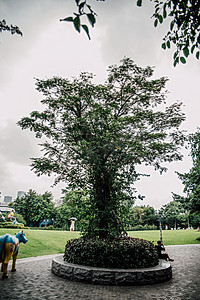 一棵大树摄影图