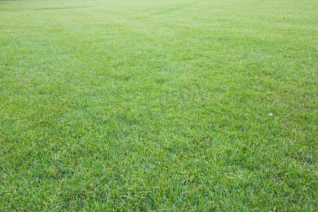 绿茵茵的草坪摄影照片_绿油油草地摄影图