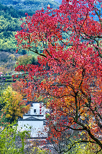 红叶树木和房屋摄影图