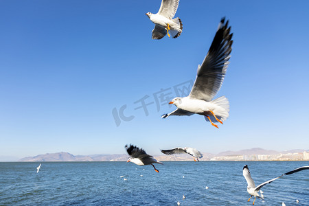 流感宣传海报摄影照片_云南洱海海鸥摄影图