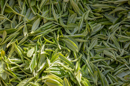 茶叶和叶芽摄影图