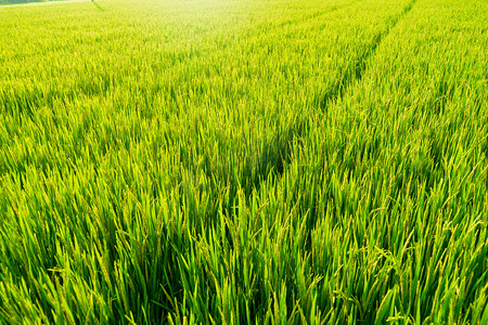 商务植物插画摄影照片_绿色稻田摄影图