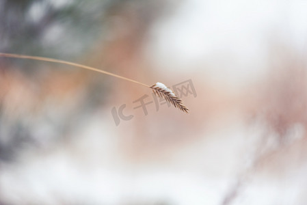 雪后狗尾巴草雪后小景摄影图