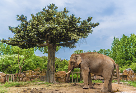 树下大象摄影图
