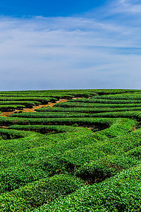 绿色茶山摄影照片_美丽蓝天茶山摄影图