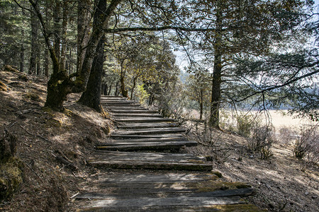 自然风景青山古树小道摄影图