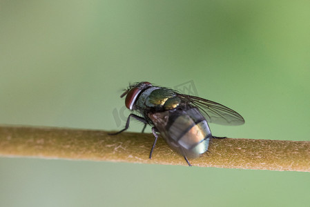 微距苍蝇摄影图