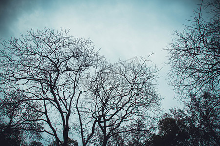 枯枝摄影照片_孤藤老树天空摄影图