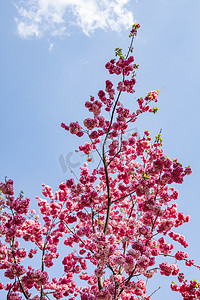 花枝水墨摄影照片_春天繁花花枝盛开摄影图