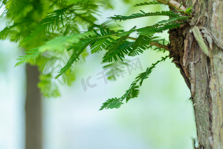 杉树摄影照片_小清新绿色植物摄影图