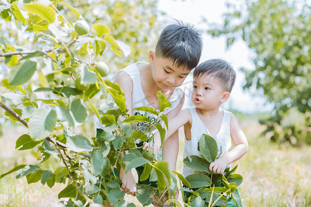 夏天摄影照片_摘核桃的小男孩