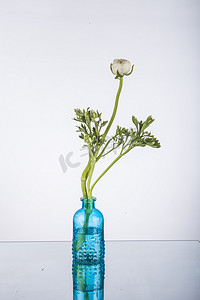 鲜花植物摄影照片_植物花卉摄影图