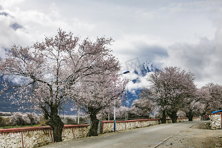 公路两旁桃花树摄影图