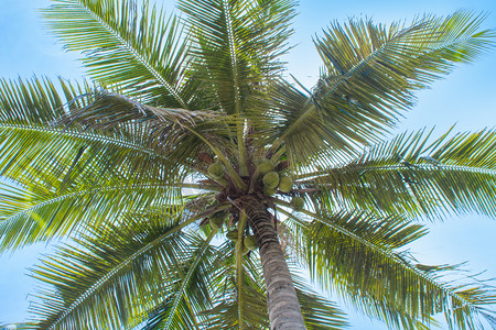 夏天椰子树摄影照片_夏天椰子树仰拍摄影图