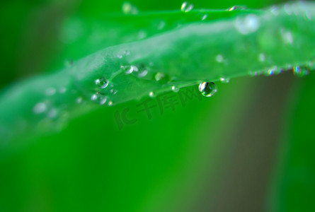 绿色雨水摄影照片_雨水水滴绿叶摄影图