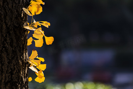 叶子和植物摄影照片_白果树叶子和树杆摄影图