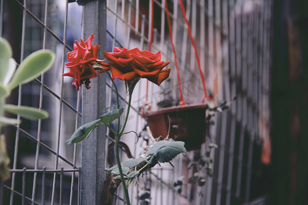 红色花卉摄影照片_红色玫瑰摄影图