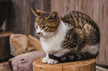 古镇摄影照片_古镇动物猫坐立摄影图