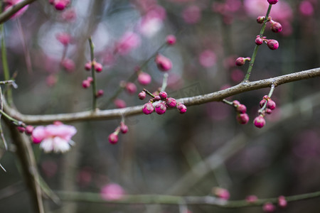 冬至梅花摄影照片_杭州植物园风景红梅花苞摄影图