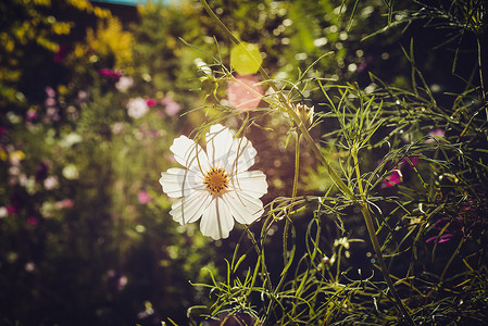 花摄影照片_格桑花秋英埽梳梅波斯菊摄影图