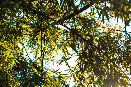 阳光下竹子摄影图