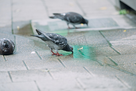 街头鸽子摄影图