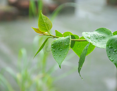 雨后绿叶摄影图