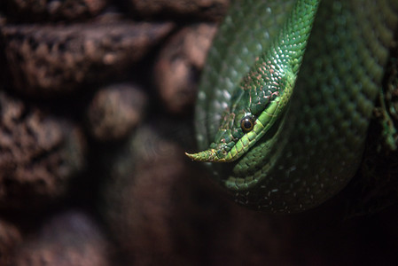 一条绿色蛇摄影图