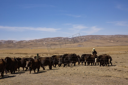 放牧牛群摄影图