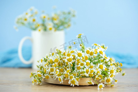 重阳节摄影照片_洋甘菊花卉摄影图