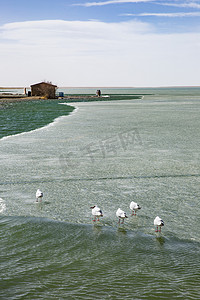 飞鸟摄影照片_青海湖中鸟摄影图