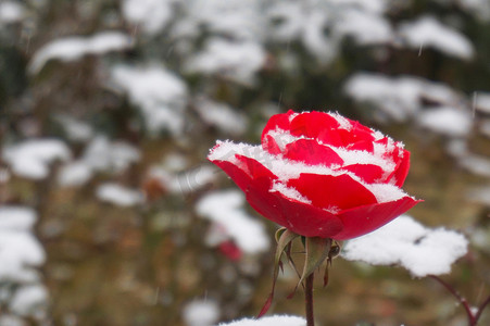 霜降雪中花摄影图