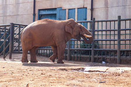 动物园里动物们常见动物摄影图