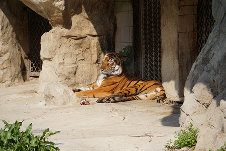 老虎猫科动物摄影图