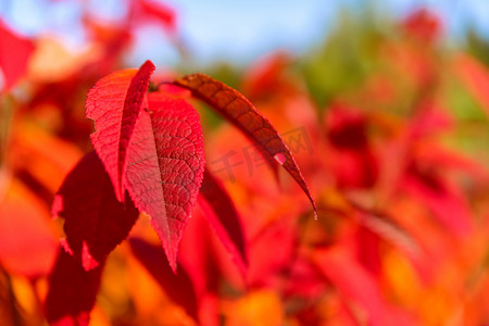 秋天红色叶子深秋来临摄影图