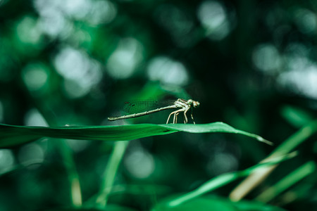 蜻蜓摄影图