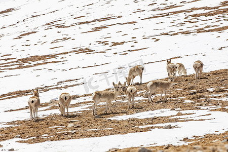 雪摄影照片_雪地上羚羊摄影图