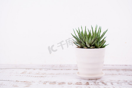 盆栽植物植物摄影照片_白色INS风盆栽植物摄影图