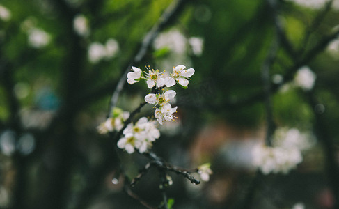 春天梨花摄影照片_春天梨花自然风景摄影图