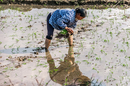 农忙插秧摄影照片_夏天农民插秧摄影图