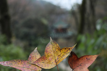 秋冬山落下枫叶红叶特写自然风景摄影图