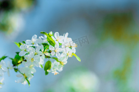 小清新摄影照片_小清新花朵植物摄影图