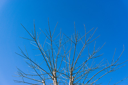 枯枝树枝摄影照片_极简枯枝蓝天摄影图