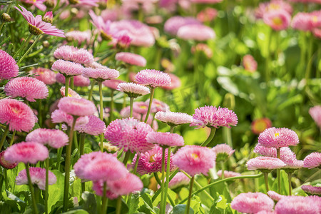 花朵摇晃动图摄影照片_粉色花朵摄影图